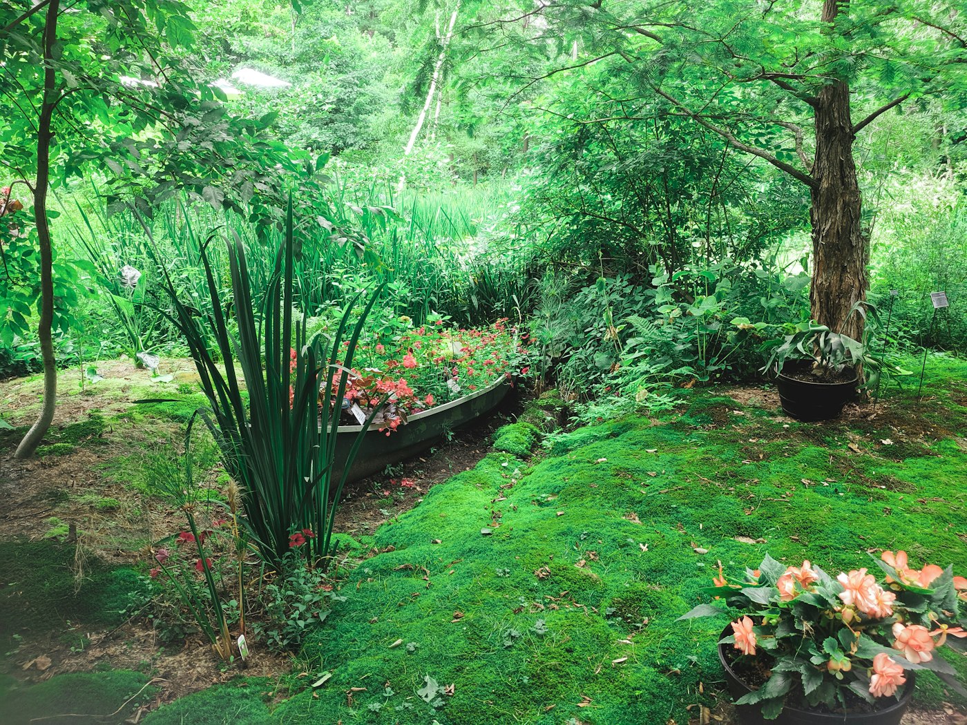 Shrub removal and landscape cleanup in Orange County, NY Shrub removal and landscape cleanup in Orange County, NY