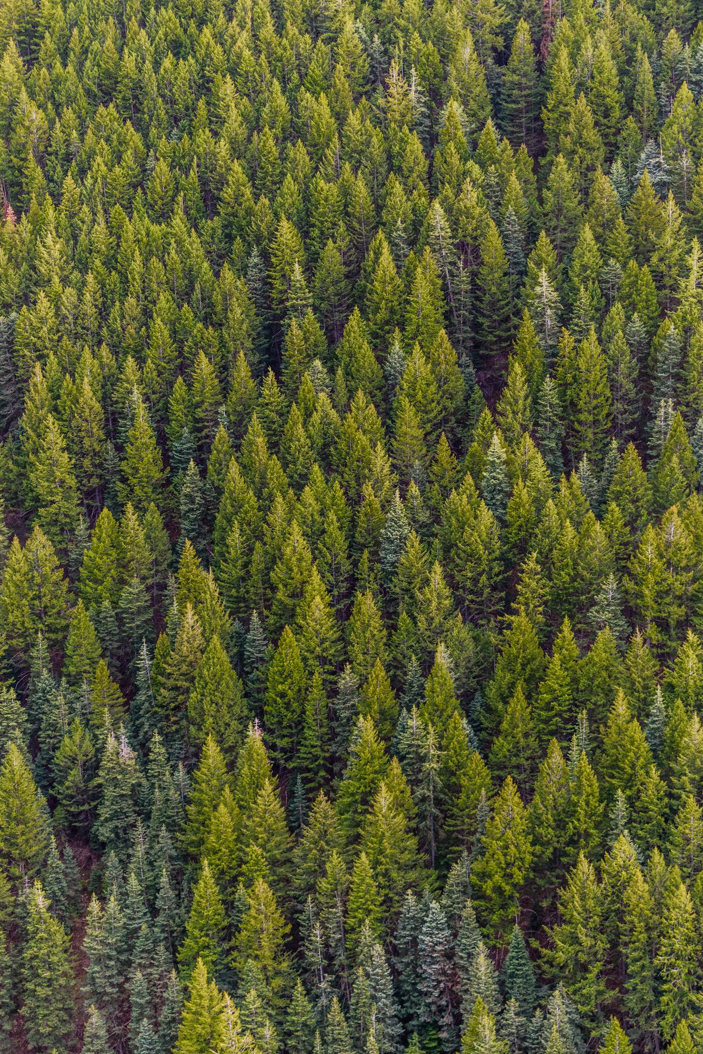 Tree trimming and outdoor tree care in Walden, NY Tree trimming and outdoor tree care in Walden, NY